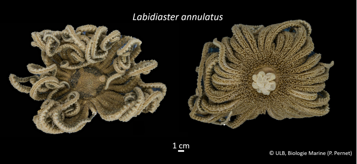 Labidiaster annulatus Labidiaster annulatus