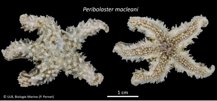 Peribolaster macleani Peribolaster macleani