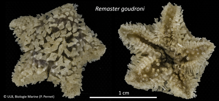 Remaster goudroni Remaster goudroni