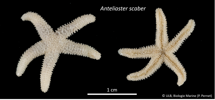 Anteliaster scaber Anteliaster scaber