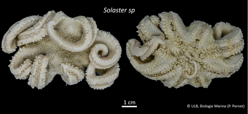 Solaster