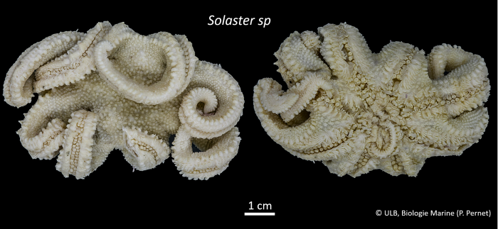 Solaster Solaster