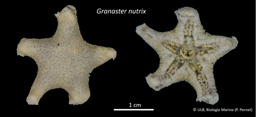 Granaster nutrix