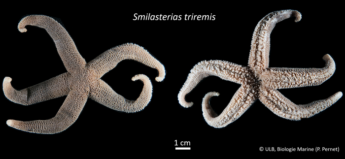 Smilasterias triremis Smilasterias triremis