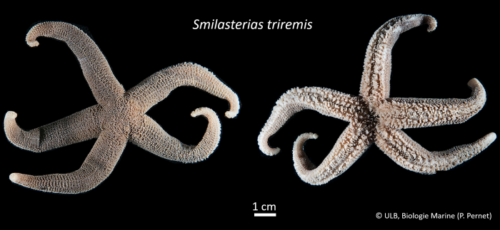 Smilasterias triremis