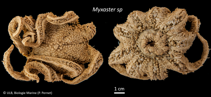Myxaster Myxaster