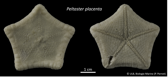 Peltaster placenta Peltaster placenta