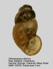 Obtusopyrgus alpinus