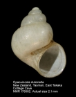 Opacuincola dulcinella