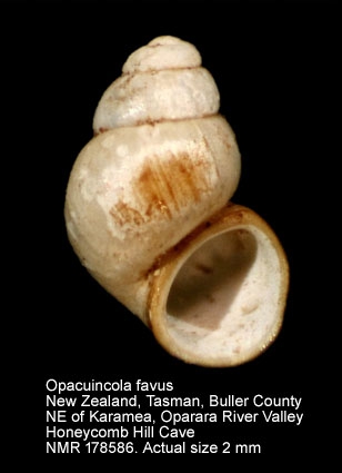 Opacuincola favus