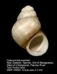 Opacuincola kuscheli
