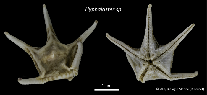 Hyphalaster