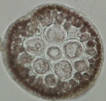 Chondria capillaris