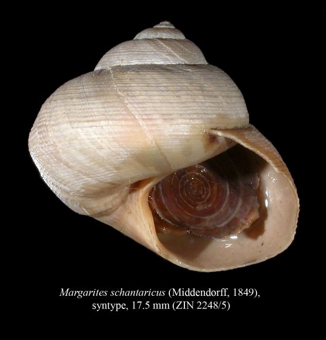 Margarites schantaricus (Middendorff, 1849), syntype Margarites schantaricus (Middendorff, 1849), syntype