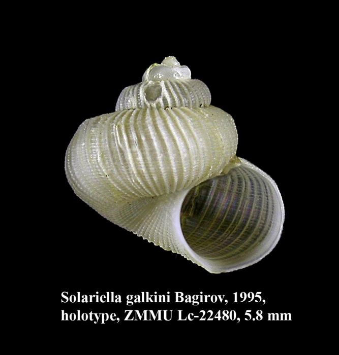Solariella galkini Bagirov, 1995 (holotype) Solariella galkini Bagirov, 1995 (holotype)