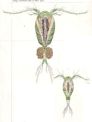 Cyclops fuscus male female