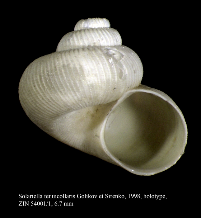 Solariella tenuicollaris Golikov et Sirenko, 1998, Holotype Solariella tenuicollaris Golikov et Sirenko, 1998, Holotype