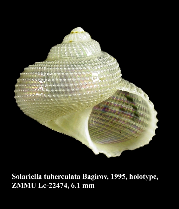 Solariella tuberculata Bagirov, 1995. Holotype