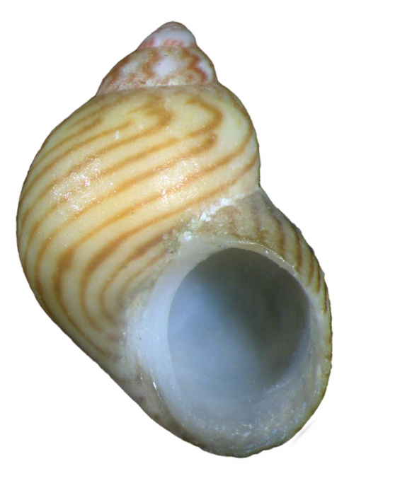 Tricolia milaschewitchi Anistratenko et Starobogatov, 1991. Holotype