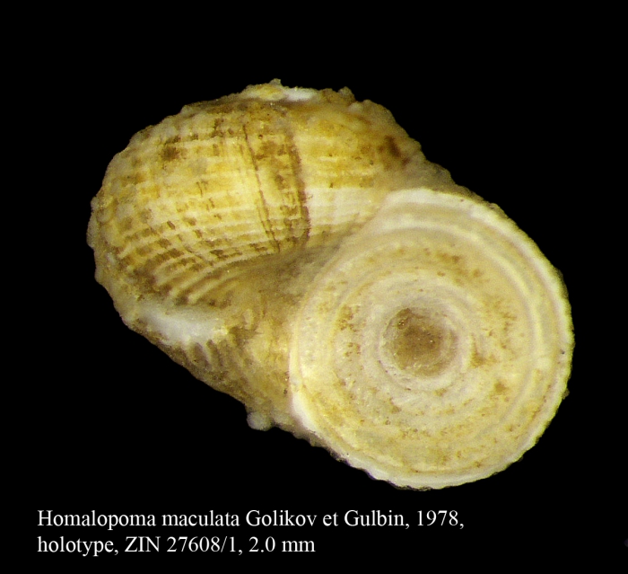 Homalopoma maculata Golikov et Gulbin, 1978. Holotype Homalopoma maculata Golikov et Gulbin, 1978. Holotype