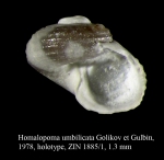 Homalopoma umbilicata Golikov et Gulbin, 1978. Holotype