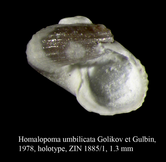 Homalopoma umbilicata Golikov et Gulbin, 1978. Holotype Homalopoma umbilicata Golikov et Gulbin, 1978. Holotype