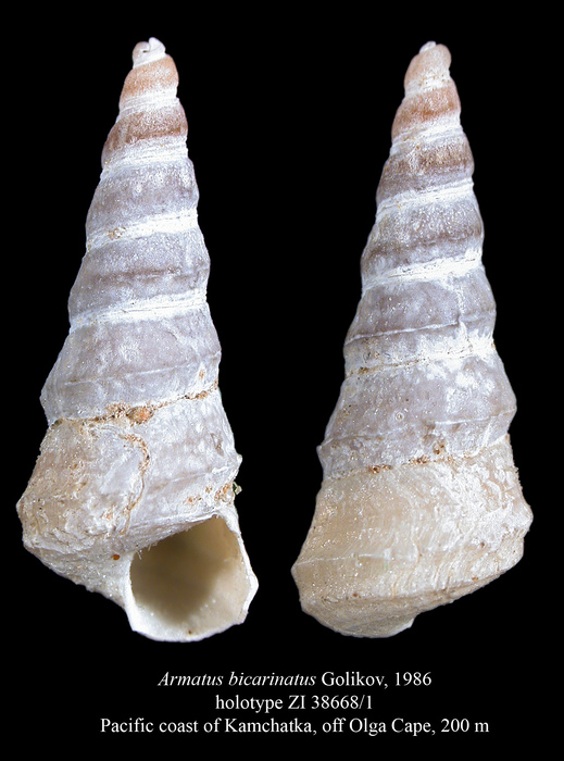 Armatus bicarinatus Golikov, 1986. Holotype Armatus bicarinatus Golikov, 1986. Holotype