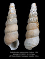 Mollusca (molluscs)