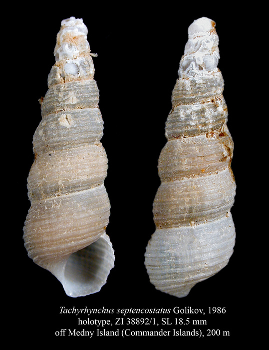 Tachyrhynchus septencostatus Golikov, 1986. Holotype