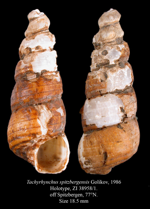 Tachyrhynchus spitzbergensis Golikov, 1986. Holotype Tachyrhynchus spitzbergensis Golikov, 1986. Holotype