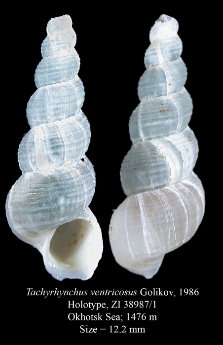 Tachyrhynchus ventricosus Golikov, 1986. Holotype Tachyrhynchus ventricosus Golikov, 1986. Holotype