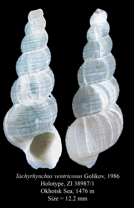 Tachyrhynchus ventricosus Golikov, 1986. Holotype