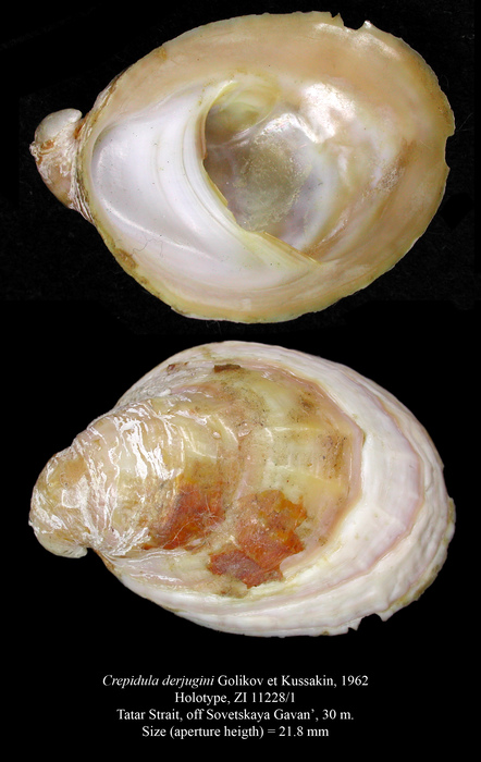 Crepidula derjugini Golikov et Kussakin, 1962. Holotype