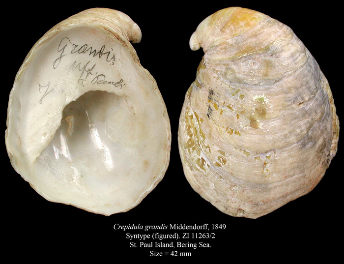Crepidula grandis Middendorff, 1849. Figured syntype Crepidula grandis Middendorff, 1849. Figured syntype