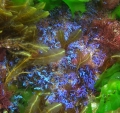 Rhodophyta (red algae)