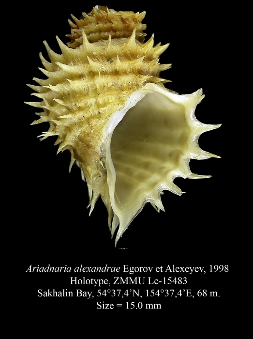 Ariadnaria alexandrae Egorov et Alexeyev, 1998. Holotype