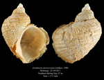 Ariadnaria densecostata Golikov, 1986. Holotype