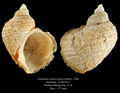 Mollusca (molluscs)