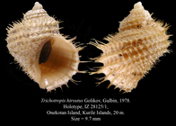Trichotropis hirsutus Golikov, Gulbin, 1978. Holotype