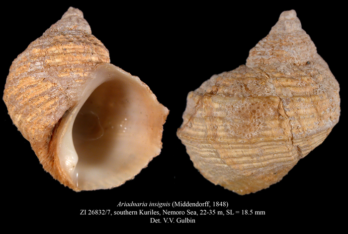Ariadnaria insignis (Middendorff, 1848) Ariadnaria insignis (Middendorff, 1848)