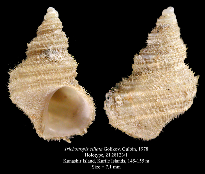 Trichotropis ciliata Golikov, Gulbin, 1978. Holotype