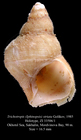 Trichotropis (Iphinopsis) striata Golikov, 1985. Holotype