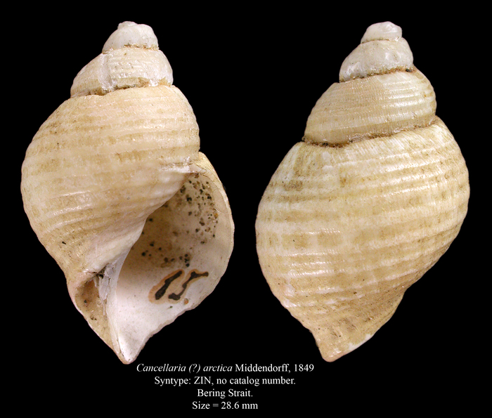 Cancellaria (?) arctica Middendorff, 1849. Syntype Cancellaria (?) arctica Middendorff, 1849. Syntype