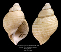 Mollusca (molluscs)