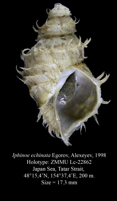 Iphinoe echinata Egorov & Alexeyev, 1998. Holotype Iphinoe echinata Egorov & Alexeyev, 1998. Holotype