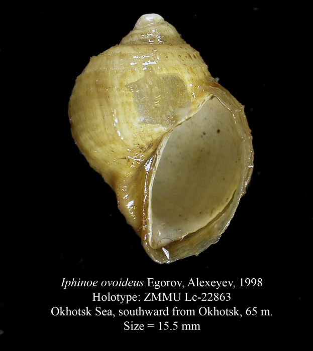 Iphinoe ovoideus Egorov, Alexeyev, 1998. Holotype Iphinoe ovoideus Egorov, Alexeyev, 1998. Holotype