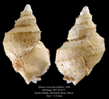 Iphinoe triseriata Golikov, 1986. Holotype