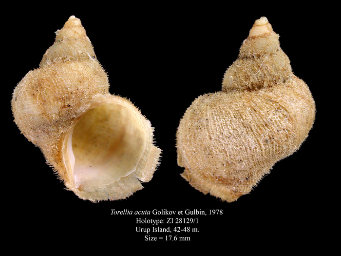 Torellia acuta Golikov et Gulbin, 1978. Holotype