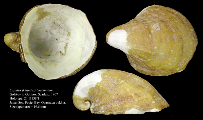 Capulus (Capulus) buccinulum Golikov in Golikov, Scarlato, 1967. Holotype Capulus (Capulus) buccinulum Golikov in Golikov, Scarlato, 1967. Holotype