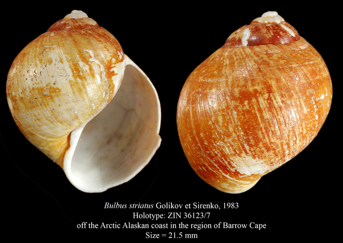 Bulbus striatus Golikov et Sirenko, 1983. Holotype Bulbus striatus Golikov et Sirenko, 1983. Holotype